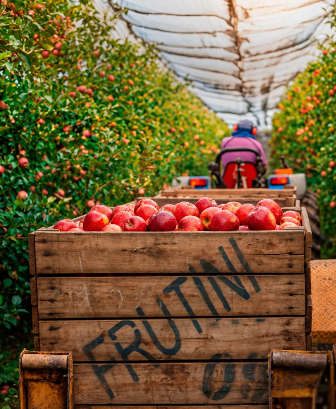 Caixa de maçãs Frutini durante a colheita