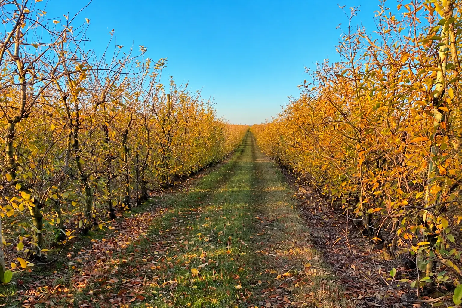 Fileiras de macieiras no outono